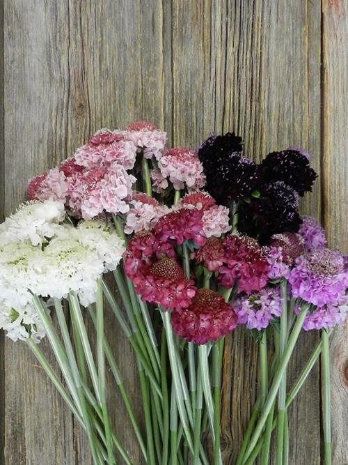 SCABIOSA SCOOP VARIETIES IN ASSORTED COLORS